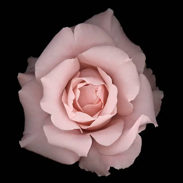 Photo of Light pink rose on a black background