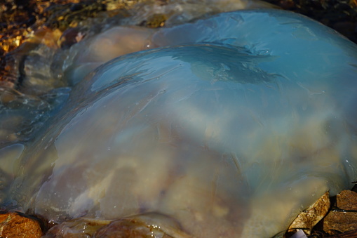 The blue jellyfish washed ashore. A blue jellyfish on a stone beach.