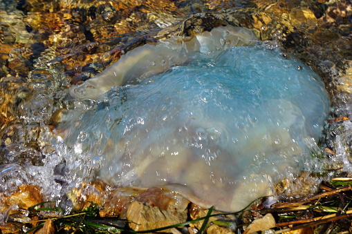 The blue jellyfish washed ashore. A blue jellyfish on a stone beach.
