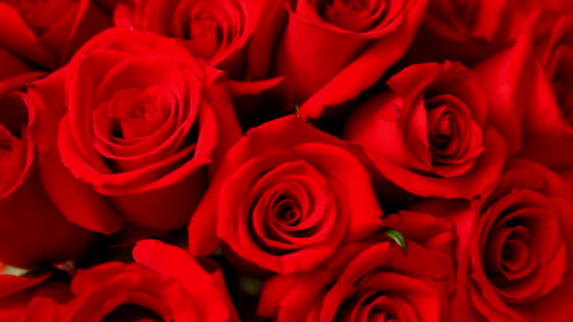 Valentine's Day roses, closeup