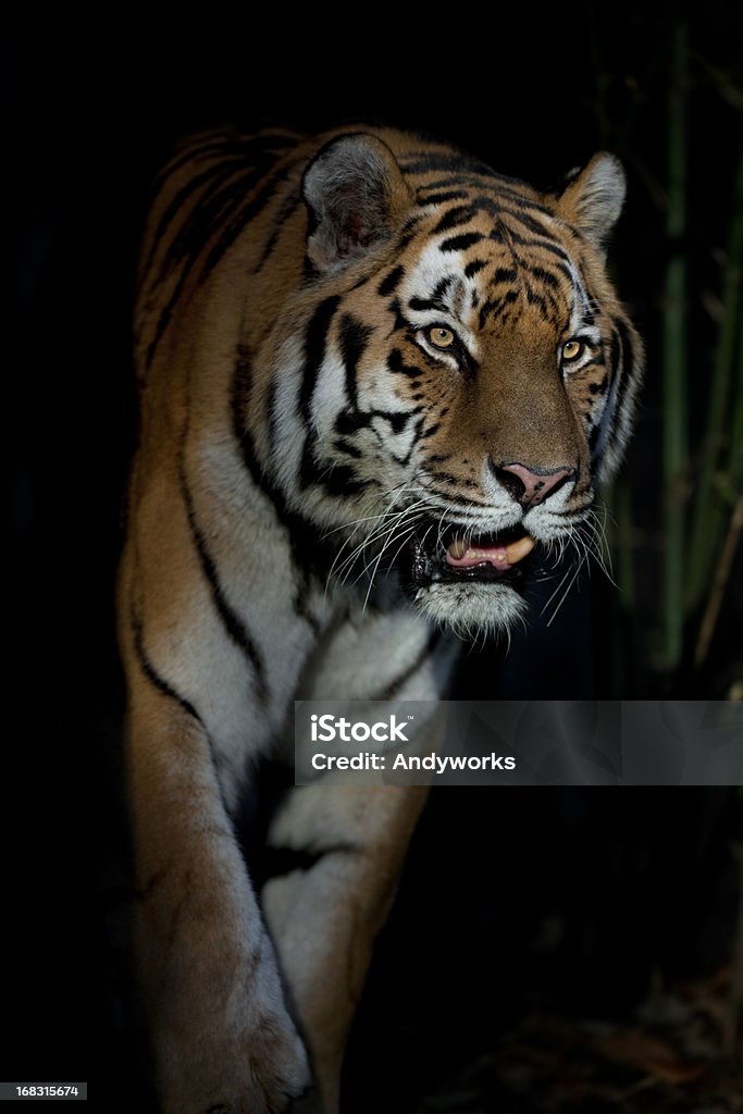 Predator In The Dark - Lizenzfrei Tiger Stock-Foto