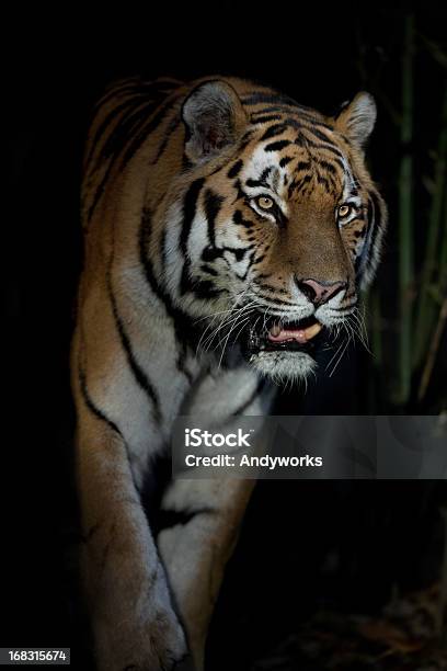 Predator In The Dark Stockfoto und mehr Bilder von Tiger - Tiger, Abenddämmerung, Bedrohte Tierart