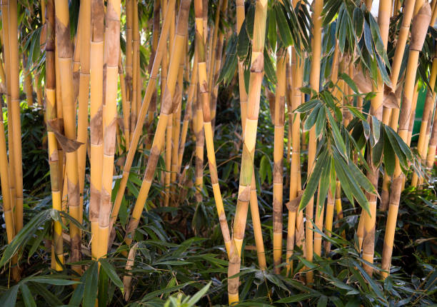 Bamboo forest. Forest of Asian bamboo.