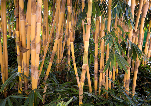 Early evening . Golden Bamboo forest in Hawaii. A prime use of this type of bamboo is for privacy screening or bamboo fencing.