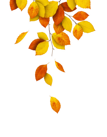 Falling autumn leaves on white background.