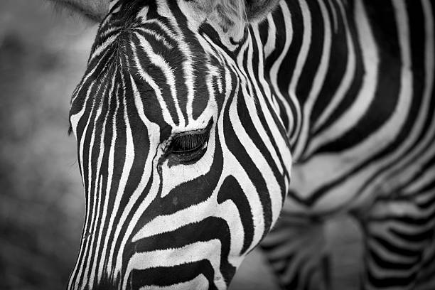 istock Close-up BW, Zebra portrait 168315941