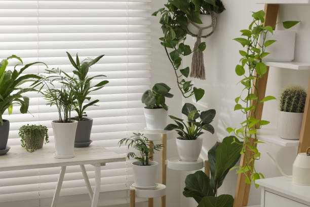 istock Beautiful plants in pots indoors. House decor 1683159807