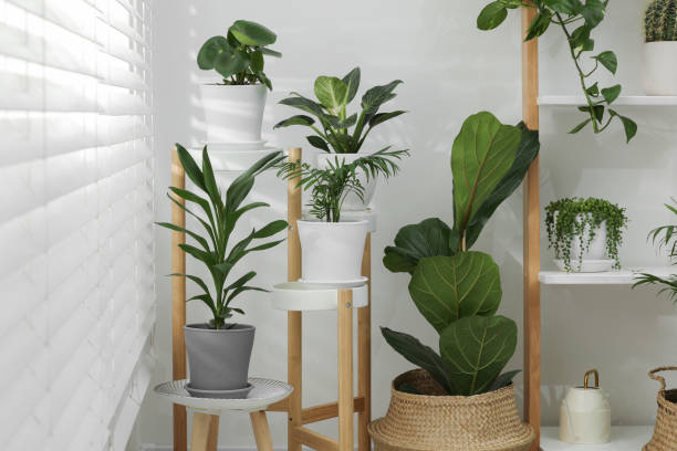 istock Beautiful plants in pots indoors. House decor 1683160202