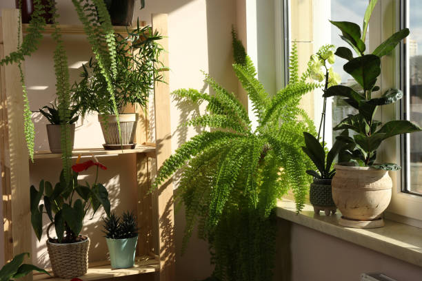 실내 창문 근처의 화분에 있는 아름다운 관엽식물. 집 장식 - sensitive fern 뉴스 사진 이미지