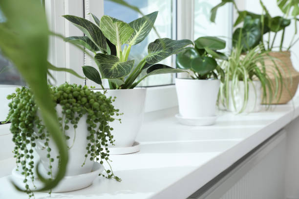 istock Many beautiful potted houseplants growing on windowsill indoors 1683160340