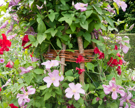 Nelly Moser Clematis and red sweet peas on a wooden trellis in an English Country garden