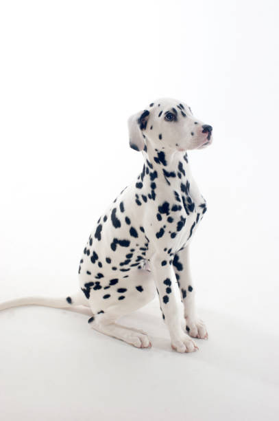 istock Dalmatian puppy sitting 168317851