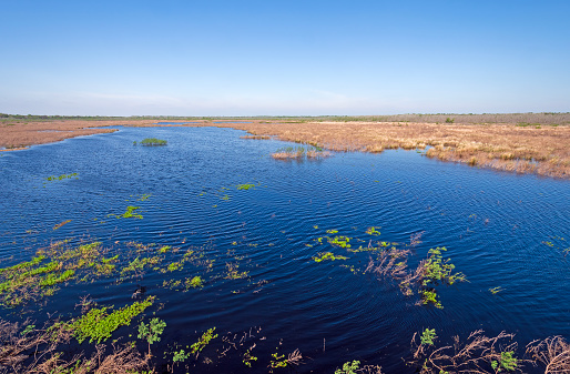 Pantanal wetlands during the flood season. Mato Grosso do Sul, Brazil, UNESCO World Nature Heritage site and Biosphere Reserve.