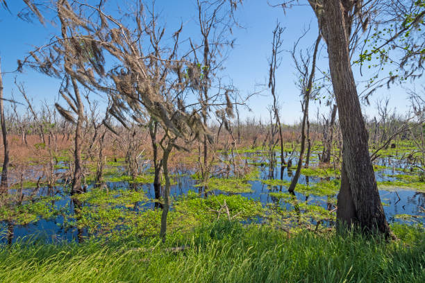 istock Spansih Moss In Wetland Trees 1683183136