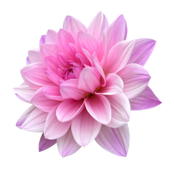 istock Side view pink dahlia isolated on white background macro close up 1683185745