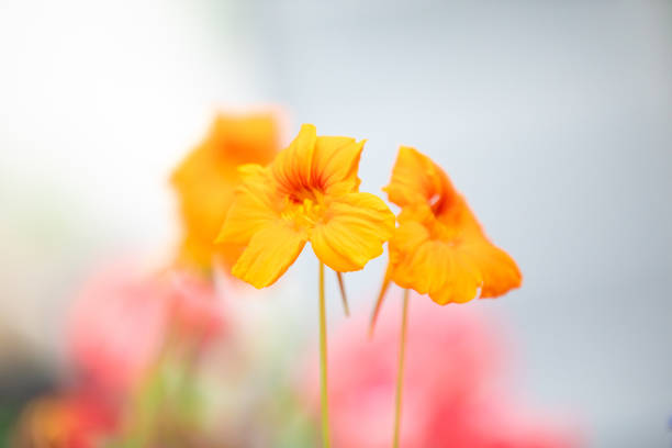 Mixed colorful flowers Nature background. Vibrant colors of mixed backdrop. bright plant growing in garden. close-up. Home Gardening concept