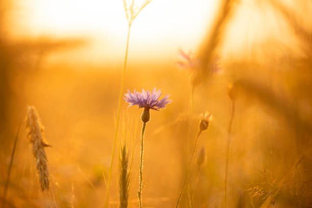 wildflowers cornflowers in golden soft sunset light