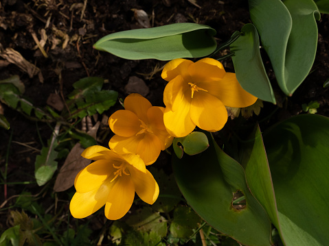 Spring\n mood - Flower arrangement