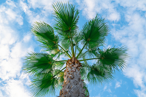 Fan palm trees grouped together.