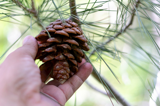 The hand of an adult man grasps from the branch of a pine tree an open brown pine cone with green leaves around it - Pine cone held by the hand of a middle-aged man - Spain