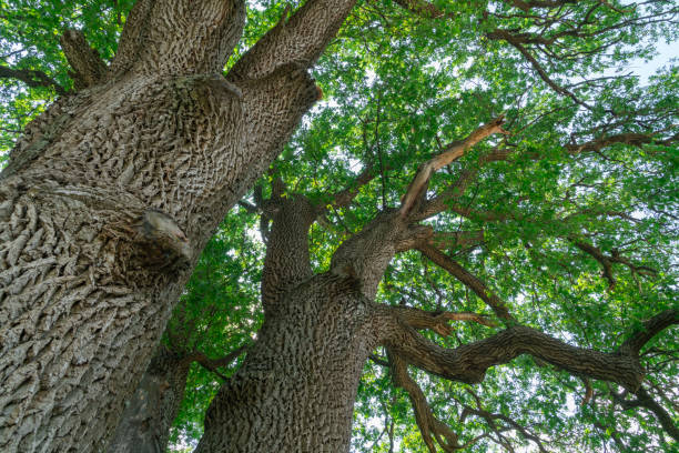 istock branches of an old oak tree against a blue sky 1683203518