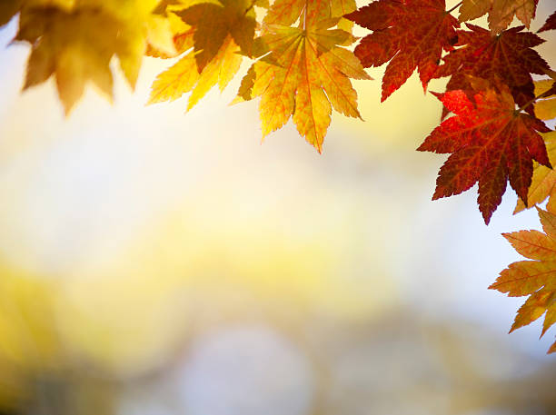 herbstlaub - autumn japanese maple maple tree selective focus stock-fotos und bilder