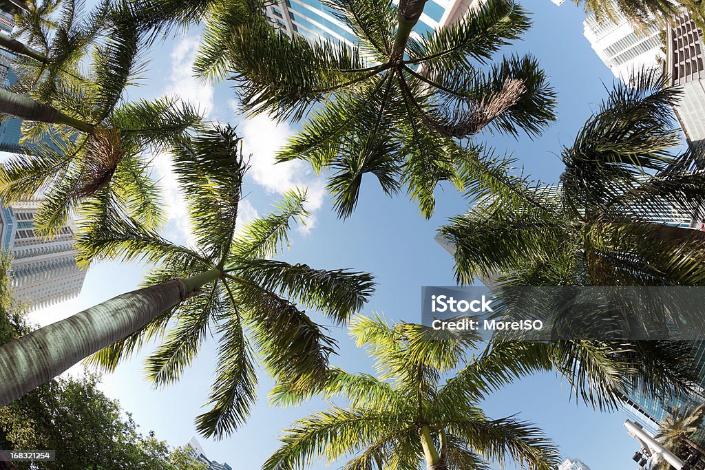 Architektur-Wolkenkratzer in der Innenstadt von Miami - Lizenzfrei Blätterdach Stock-Foto