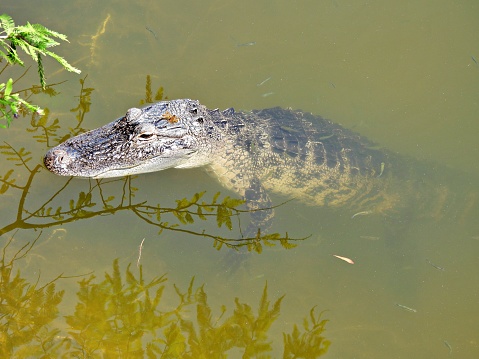 Portrait of a nile crocodile (Crocodylus niloticus)