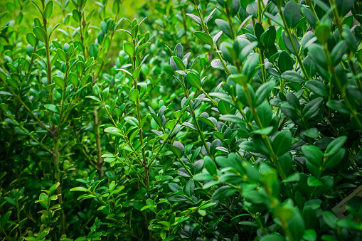 Up close view of green shrubs