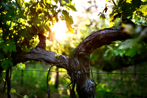 Young grapes form on the vines of a cultivated grape plant, the leaves and trunk glowing warmly in the early summer sun.  Horizontal.