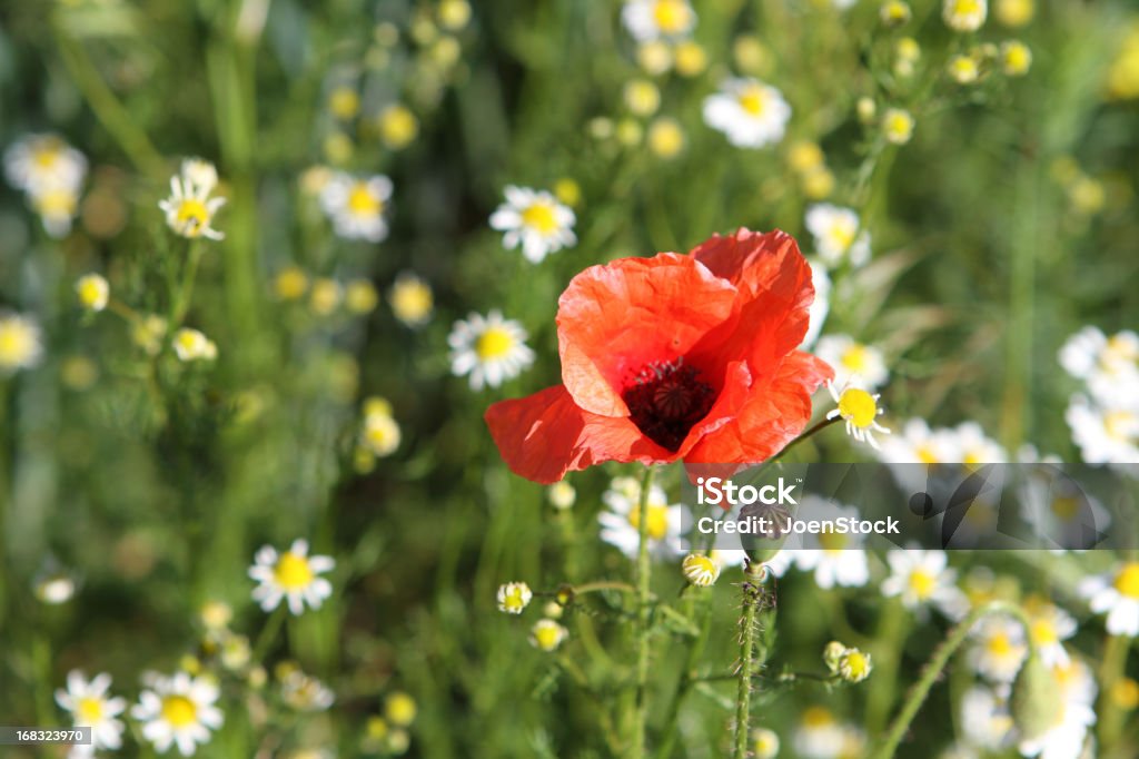 Fleur de COQUELICOT ROUGE sur champ de fleurs de Marguerite - Photo de Beauté de la nature libre de droits