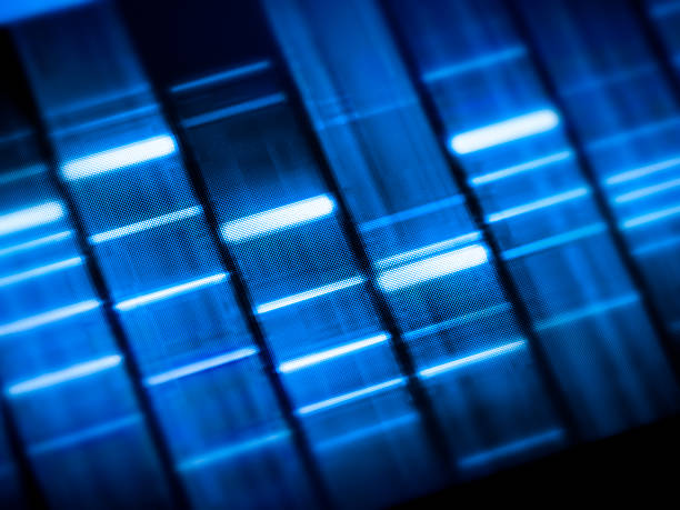 la investigación genética en el laboratorio. - dna chromosome biology medicine fotografías e imágenes de stock