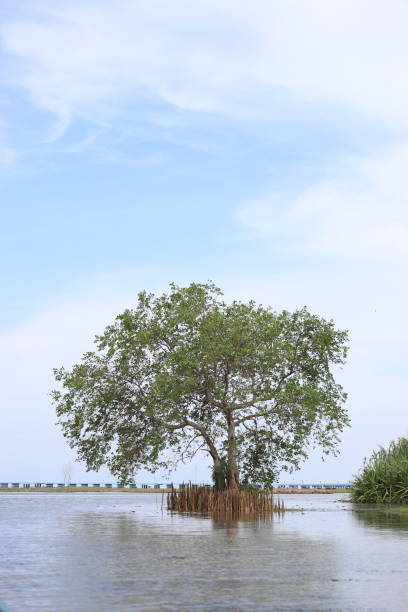 istock Thale Noi, Phatthalung, Thailand 1683241122