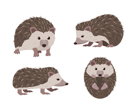 Set of Hedgehog icons in different poses. Wild mammal forest animal characters. Prickly hedgehog animals. Vector illustration isolated on white background.