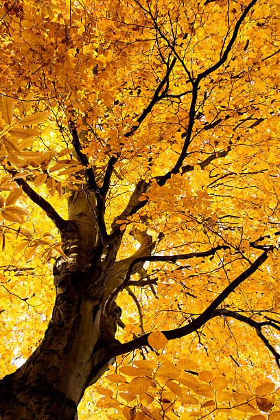 árbol de haya luminosa en otoño xxl-herbstwald - herbstwald fotografías e imágenes de stock