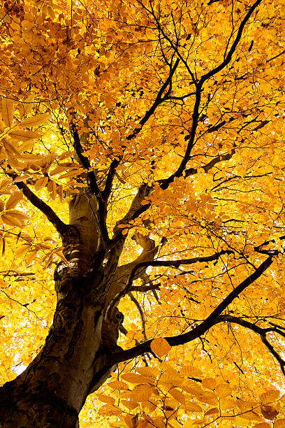 luminose faggio in autunno xxl-herbstwald - herbstwald foto e immagini stock