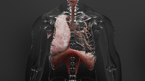 Human Respiratory System Lungs Anatomy Concept. visible lung, pulmonary ventilation, breathing man, inspiration and expiration, Realistic high quality 3d medical render