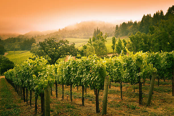 grapevines vignoble au coucher du soleil panorama du vignoble de la napa valley en californie - vineyard napa valley field in a row photos et images de collection