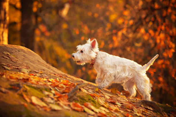 추절 westie - golden autumn season forest 뉴스 사진 이미지