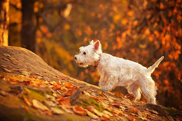 West Highland White Terrier dog in autumn forest.