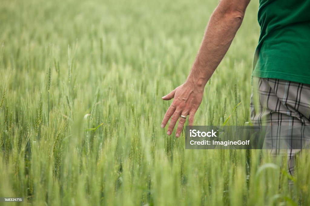 Man With Hand in Unripe Wheat Field A caucasian man walking through a wheat field. Closeup on hand. Green or envirtonmental concept. Additional themes are agriculture, growing, organic, food, wheat, barley, winter wheat, farming, environment, conservation, agricultural, theme, earth day, food shortage, and relaxation.  Behind Stock Photo