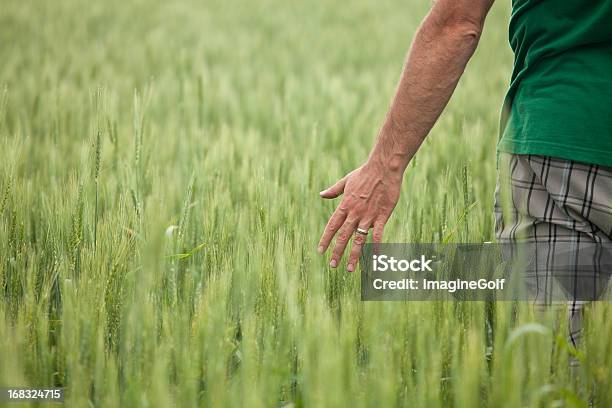 Man With Hand In Unripe Wheat Field Stock Photo - Download Image Now - Behind, Walking, Wedding Ring