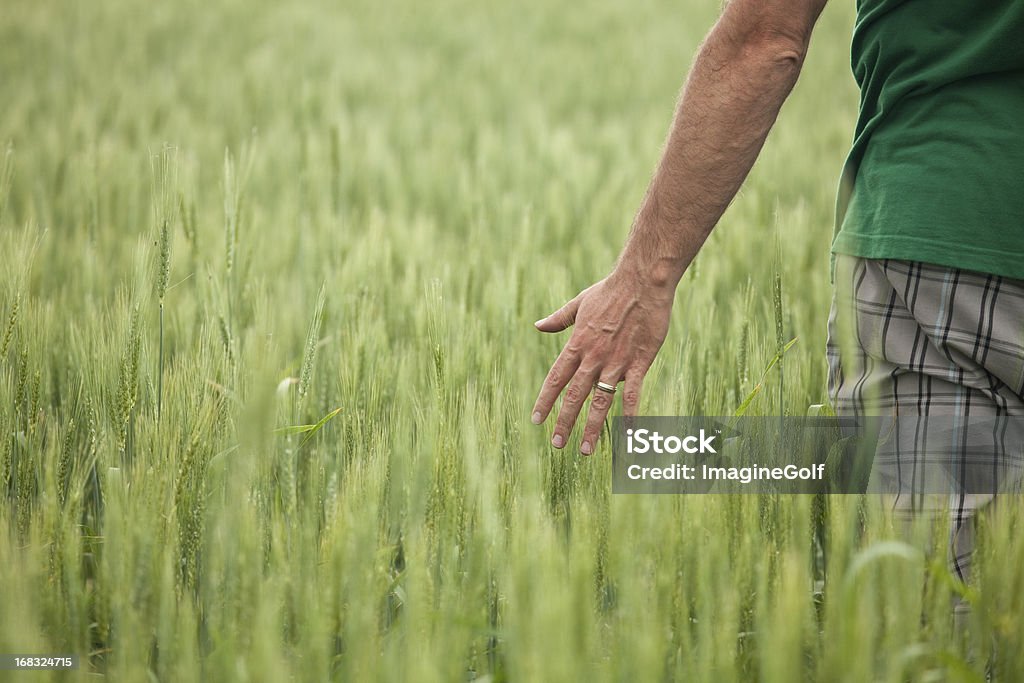 Mão de homem com Unripe campo de trigo - Foto de stock de Andar royalty-free