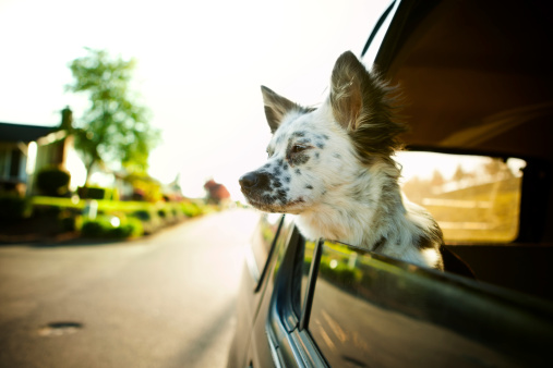 A cute young puppy dog hangs her head out of the car window on a sunny summer evening, bright sun light shining from behind.  Horizontal with copy space.