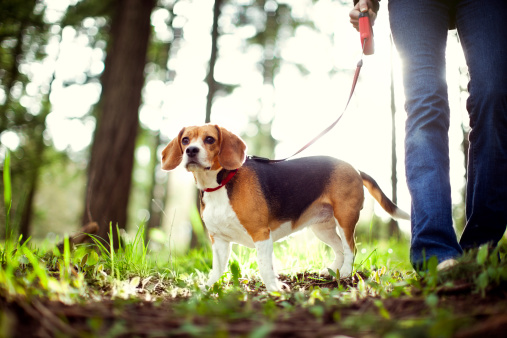 A young adult woman takes her cute beagle for a walk in a beautiful sun lit park, tall evergreen trees glowing in the light behind them.  Horizontal with copy space.