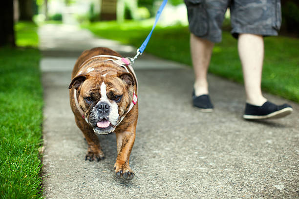 English Bulldog on Walk in Suburbs
