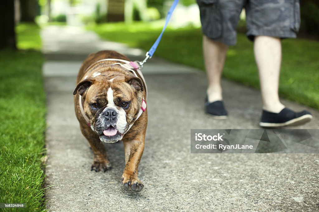 English Bulldog on Walk in Suburbs A man takes his cute British bulldog for a walk down city suburb sidewalk, green grass and trees glowing in the light behind them. Dog Walking Stock Photo
