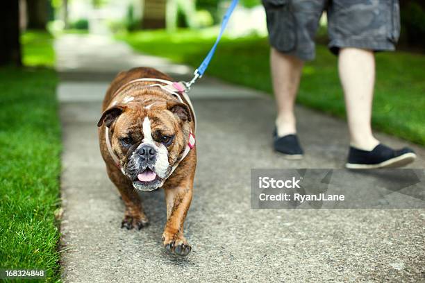 English Bulldog On Walk In Suburbs Stock Photo - Download Image Now - Dog Walking, Dog, Suburb
