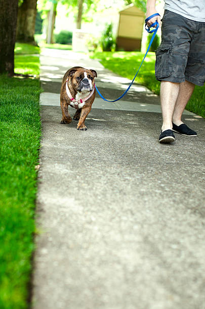 istock English Bulldog on Walk in Suburbs 168324849