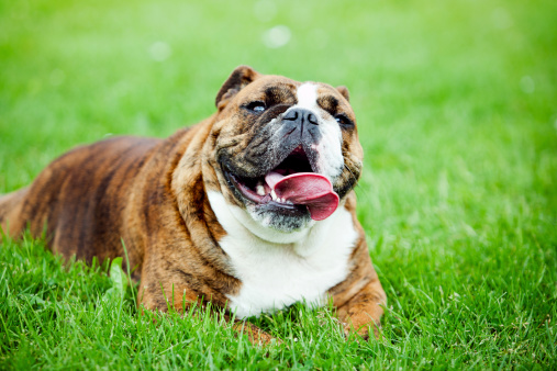 Cute British bulldog laying down in a field of green grass resting. Horizontal with copy space.
